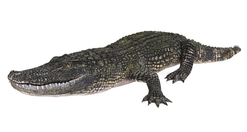 Un alligator d'image de référence d'isolement sur l'illustration blanche du fond 3d illustration stock