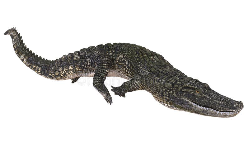 Un alligator d'image de référence d'isolement sur l'illustration blanche du fond 3d illustration stock