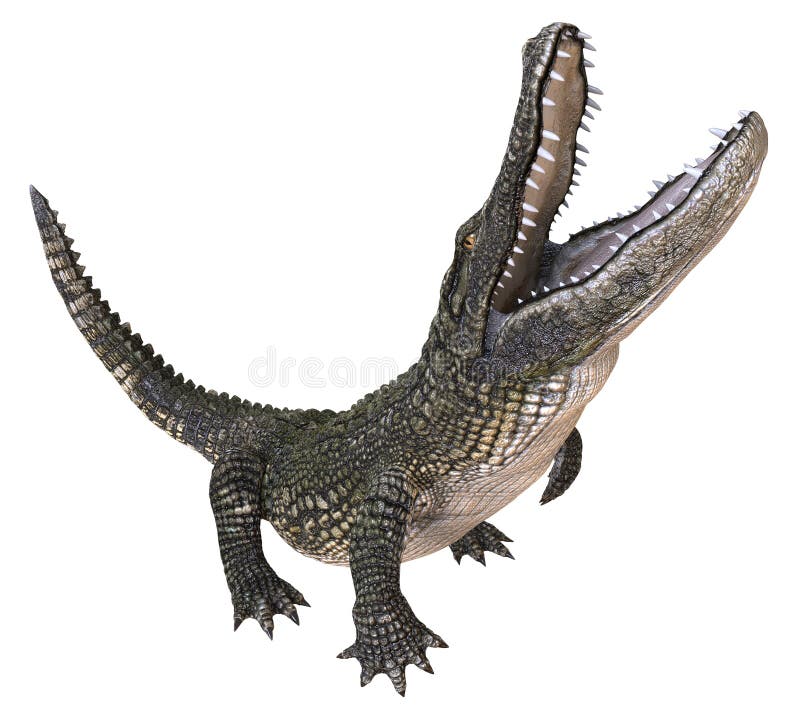 Un alligator d'image de référence d'isolement sur l'illustration blanche du fond 3d illustration de vecteur