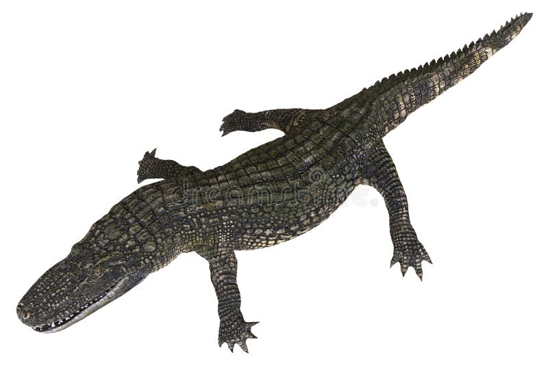 Un alligator d'image de référence d'isolement sur l'illustration blanche du fond 3d illustration de vecteur