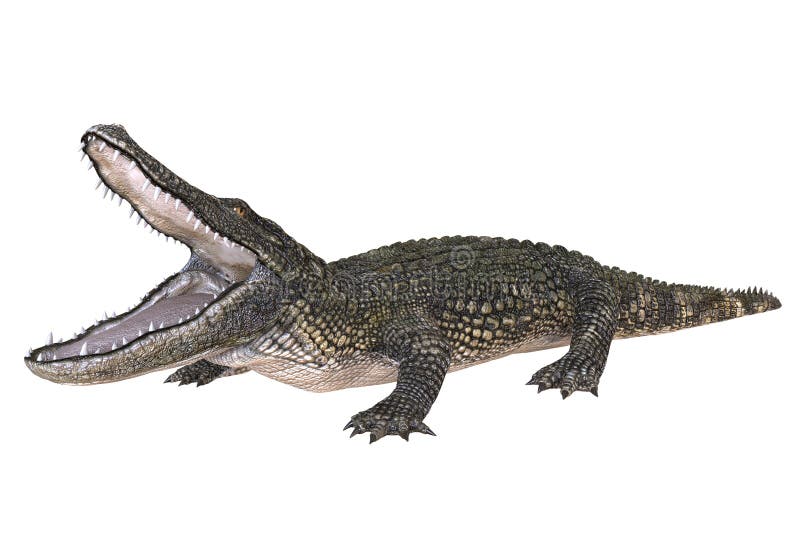 Un alligator d'image de référence d'isolement sur l'illustration blanche du fond 3d illustration de vecteur
