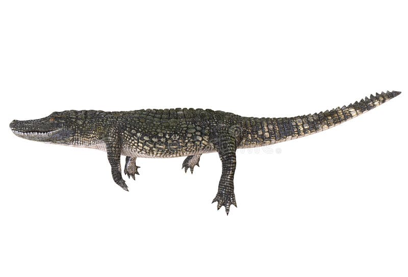 Un alligator d'image de référence d'isolement sur l'illustration blanche du fond 3d illustration stock