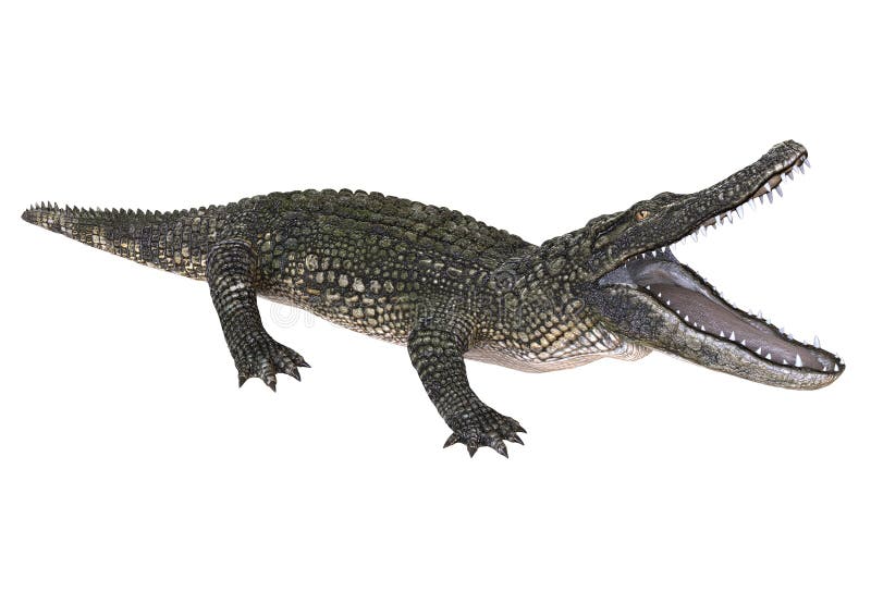 Un alligator d'image de référence d'isolement sur l'illustration blanche du fond 3d illustration libre de droits
