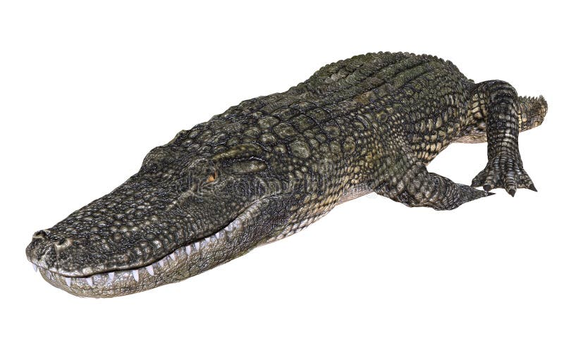 Un alligator d'image de référence d'isolement sur l'illustration blanche du fond 3d illustration libre de droits