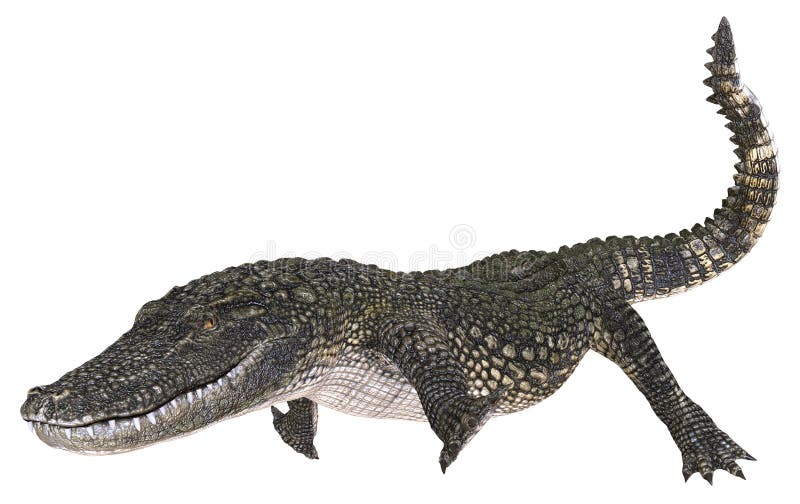 Un alligator d'image de référence d'isolement sur l'illustration blanche du fond 3d illustration stock