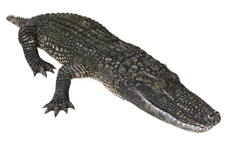 Un alligator d'image de référence d'isolement sur l'illustration blanche du fond 3d illustration stock