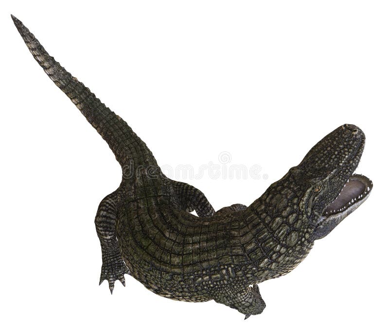 Un alligator d'image de référence d'isolement sur l'illustration blanche du fond 3d illustration de vecteur