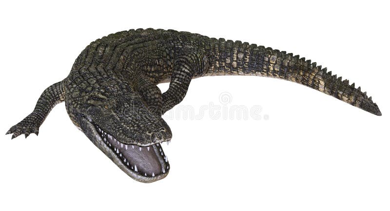 Un alligator d'image de référence d'isolement sur l'illustration blanche du fond 3d illustration libre de droits