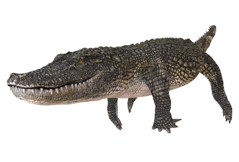 Un alligator d'image de référence d'isolement sur l'illustration blanche du fond 3d illustration libre de droits
