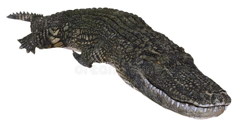 Un alligator d'image de référence d'isolement sur l'illustration blanche du fond 3d illustration de vecteur