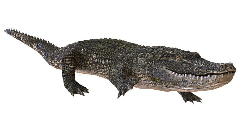 Un alligator d'image de référence d'isolement sur l'illustration blanche du fond 3d illustration stock