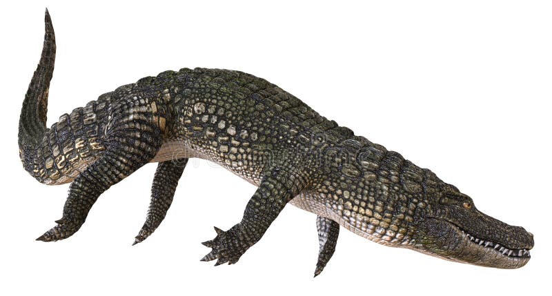 Un alligator d'image de référence d'isolement sur l'illustration blanche du fond 3d illustration libre de droits