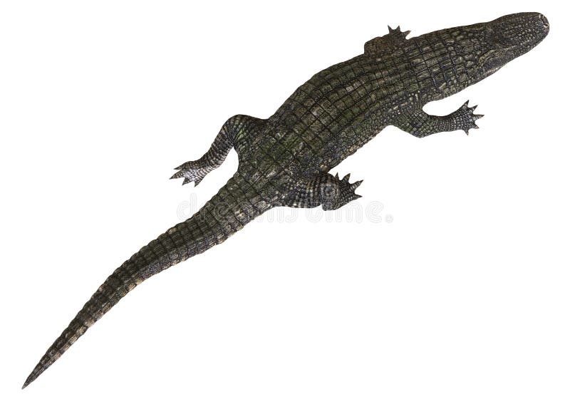 Un alligator d'image de référence d'isolement sur l'illustration blanche du fond 3d illustration stock