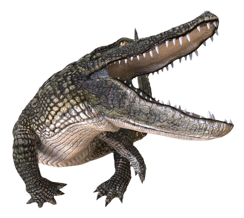 Un alligator d'image de référence d'isolement sur l'illustration blanche du fond 3d illustration stock
