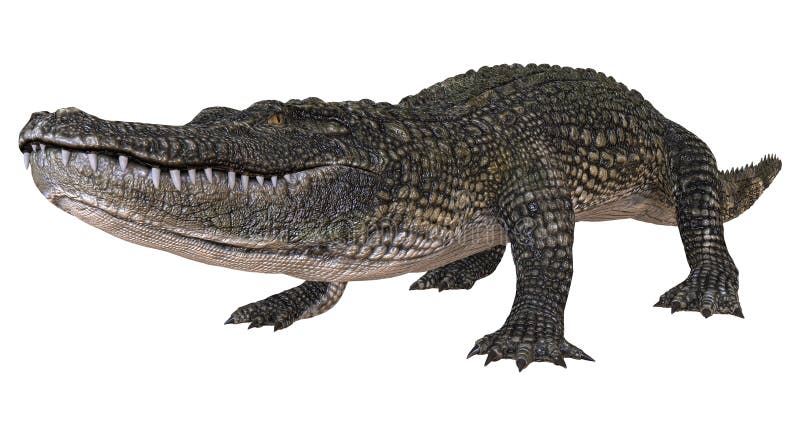 Un alligator d'image de référence d'isolement sur l'illustration blanche du fond 3d illustration libre de droits