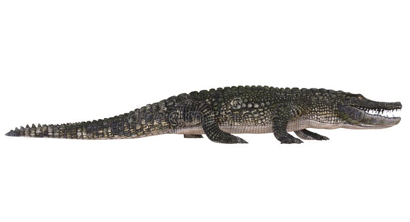 Un alligator d'image de référence d'isolement sur l'illustration blanche du fond 3d illustration stock
