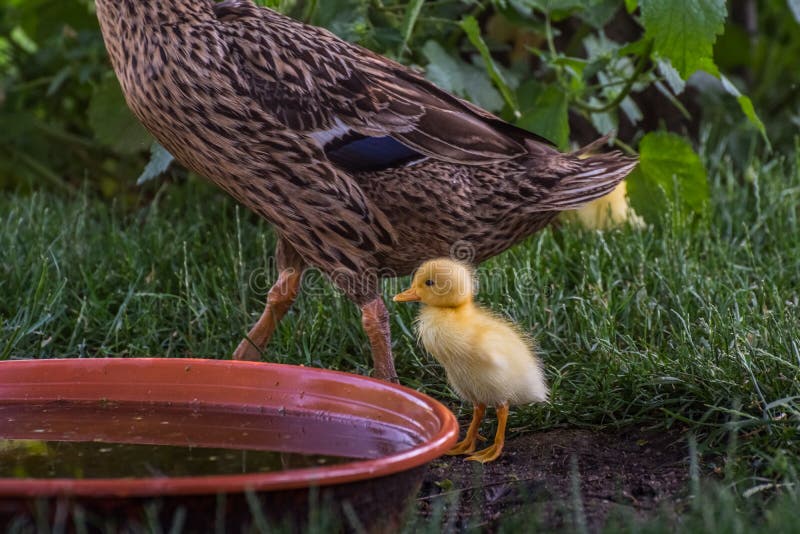 yellow running duck stands at a water bowl with the m. yellow running duck stands at a water bowl with the m