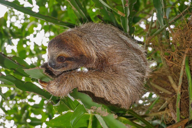 Un animale tridattilo di bradipo fotografia stock Un animale tridattilo di bradipo fotografia stock