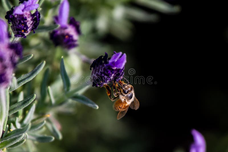 Un'ape del miele si alimenta un fiore dei rosmarini fotografie stock Un'ape del miele si alimenta un fiore dei rosmarini fotografie stock