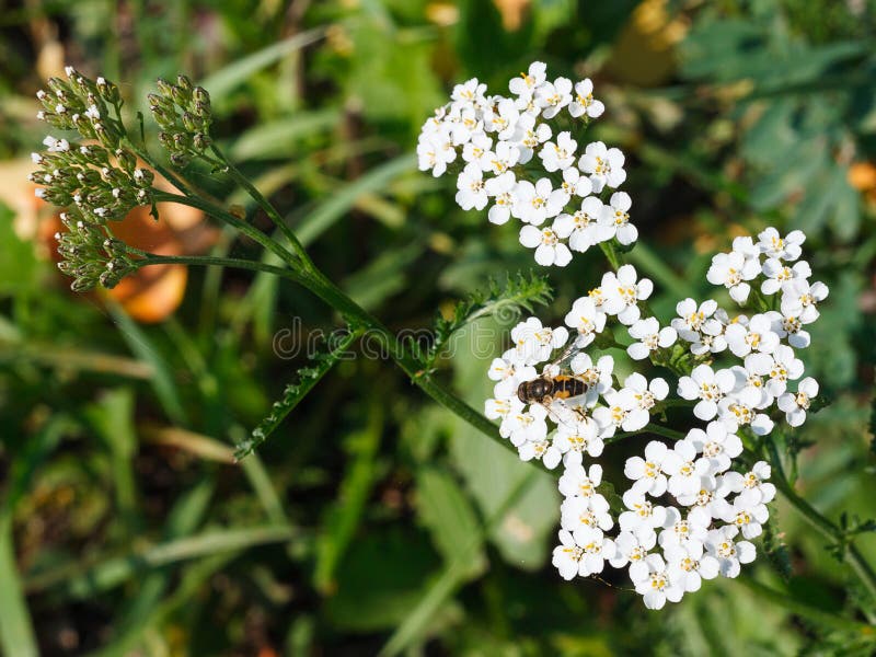 Un'ape impollina un fiore bianco fotografia stock Un'ape impollina un fiore bianco fotografia stock