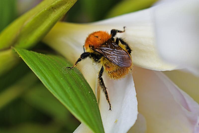 Un'ape meravigliosa in un fiore immagini stock libere da diritti Un'ape meravigliosa in un fiore immagini stock libere da diritti