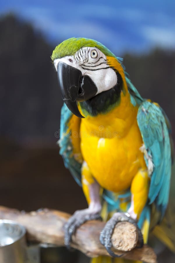 Un ara de perroquet se repose sur une branche image stock