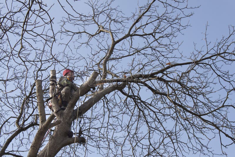 Arboriste À L'aide D'une Tronçonneuse Pour Couper Un Noyer. Bûcheron Avec  Scie Et Harnais Élagage D'un Arbre Banque D'Images et Photos Libres De  Droits. Image 78605362