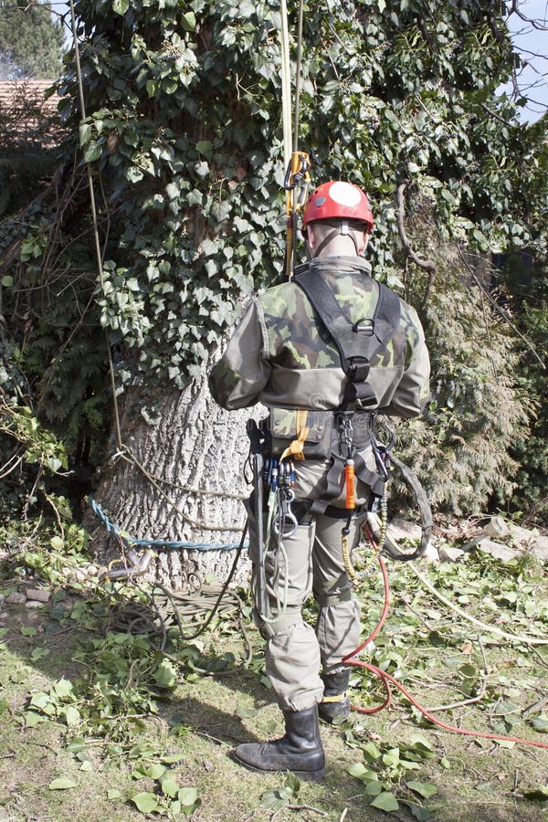 Arboriste À L'aide D'une Tronçonneuse Pour Couper Un Noyer. Bûcheron Avec  Scie Et Harnais Élagage D'un Arbre Banque D'Images et Photos Libres De  Droits. Image 78605362