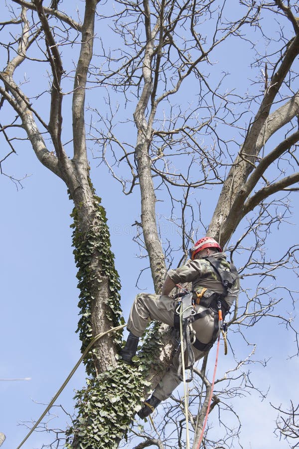 Arboriste À L'aide D'une Tronçonneuse Pour Couper Un Noyer. Bûcheron Avec  Scie Et Harnais Élagage D'un Arbre Banque D'Images et Photos Libres De  Droits. Image 78605362