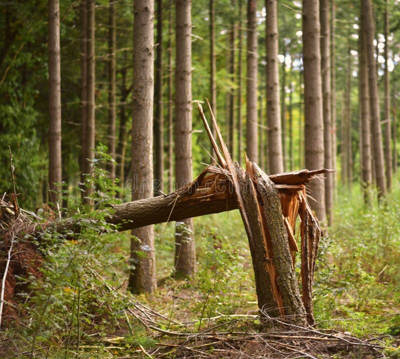 Un arbre cassé après une tempête dans une forêt pendant la saison d'automne photographie stock libre de droits Un arbre cassé après une tempête dans une forêt pendant la saison d'automne photographie stock libre de droits