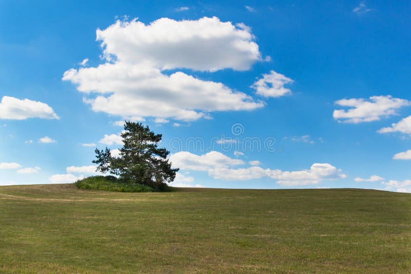 Un arbre solitaire sur un pré Pin sur l'horizon contre un ciel bleu Arbre dans le domaine photos stock Un arbre solitaire sur un pré Pin sur l'horizon contre un ciel bleu Arbre dans le domaine photos stock