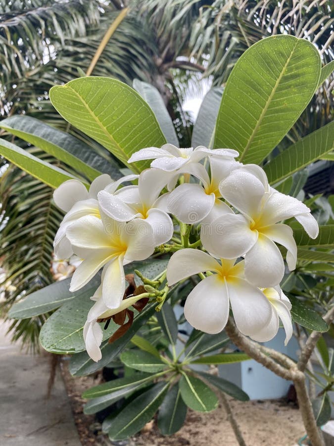 Un arbre tropical frangipaniers ou de plumeria avec des fleurs oranges et blanches et les feuilles vertes