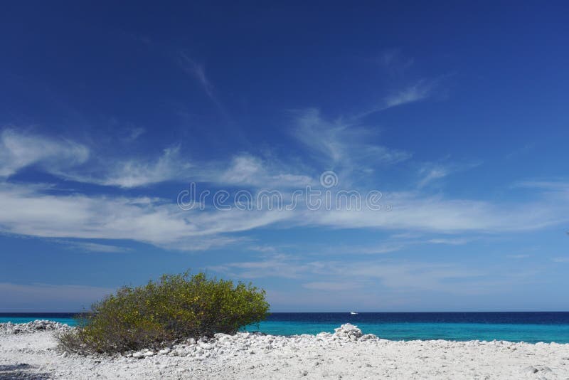 Un arbusto crece en una playa rocosa en Bonaire, una isla en el Caribe foto de archivo libre de regalías Un arbusto crece en una playa rocosa en Bonaire, una isla en el Caribe foto de archivo libre de regalías