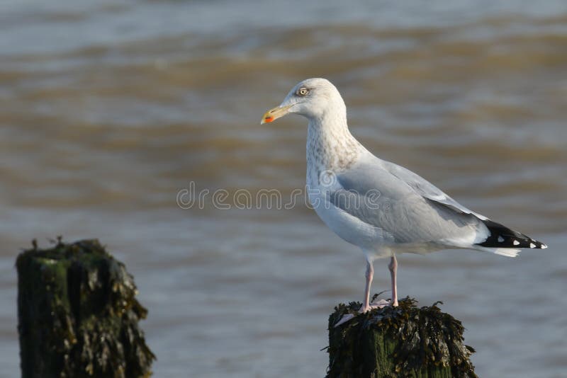 Un argentatus juvenil del Larus de la gaviota de arenques que se coloca en posts cubiertos en alga marina en el borde del mar foto de archivo libre de regalías Un argentatus juvenil del Larus de la gaviota de arenques que se coloca en posts cubiertos en alga marina en el borde del mar foto de archivo libre de regalías