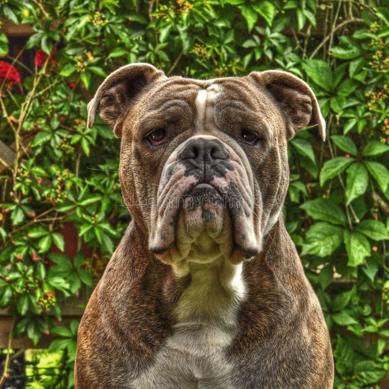 Un artículo en la cabeza de Bull Doggs en HDR fotos de archivo libres de regalías Un artículo en la cabeza de Bull Doggs en HDR fotos de archivo libres de regalías