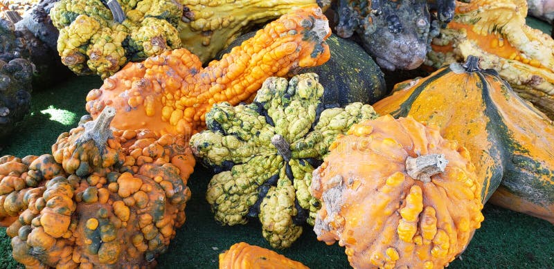 Un assortimento di zucche e di zucche calde d'autunno