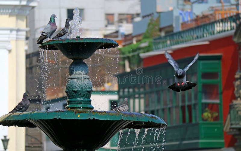Un atterraggio del piccione sulla fontana di sindaco della plaza a Lima, Perù, Sudamerica immagine stock libera da diritti Un atterraggio del piccione sulla fontana di sindaco della plaza a Lima, Perù, Sudamerica immagine stock libera da diritti