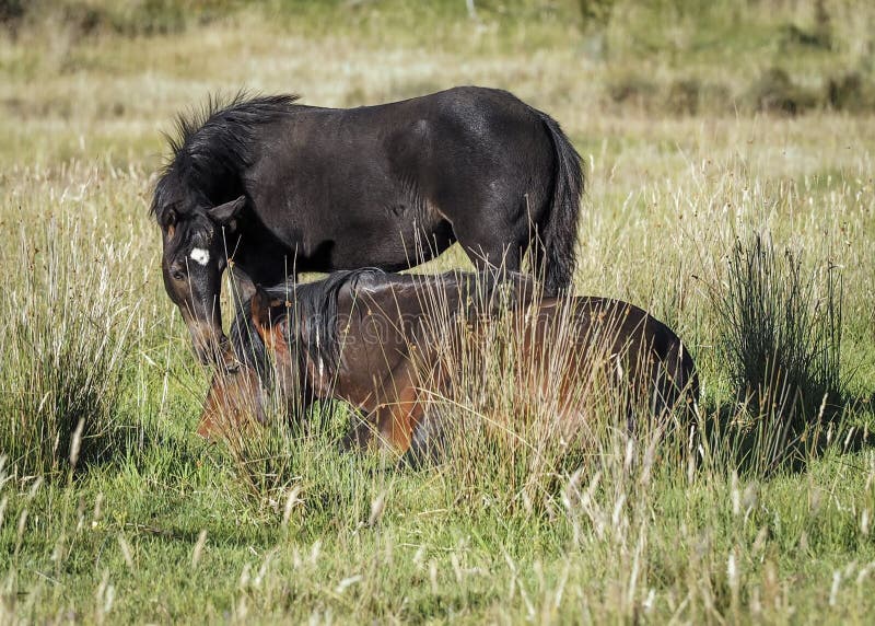 Un australiani stallone di Brumby e dei suoi puledri immagine stock Un australiani stallone di Brumby e dei suoi puledri immagine stock