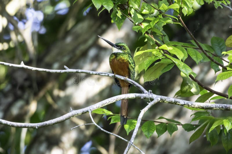 Un ave tropical se perfila en una rama al borde de la selva tropical frente a la cámara fotos de archivo