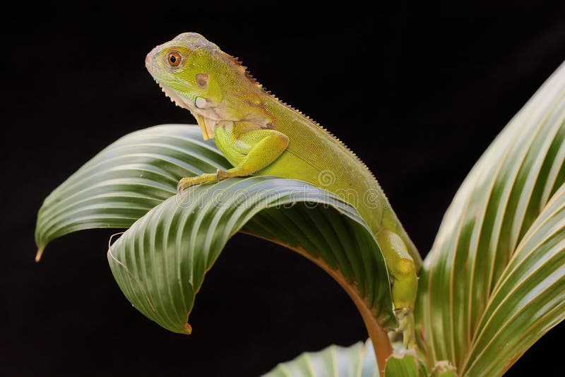 Un Bebe Iguane Vert Bronze Sur Un Petit Cocotier Image Stock Image Du Beaute Cozumel Un Bebe Iguane Vert Bronze Sur Un Petit Cocotier Image Stock Image Du Beaute Cozumel