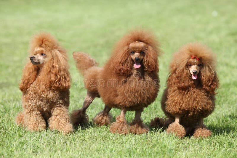 Three red poodle posing on the lawn. Outdoor portrait. Three red poodle posing on the lawn. Outdoor portrait