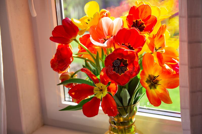 Un beau bouquet luxuriant de tulipes jaunes rouges dans un vase en verre est posé sur la fenêtre éclairée par la lumière du soleil images libres de droits