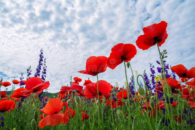 Un beau champ des pavots, fleurs rouges contre le ciel Vue inférieure image stock Un beau champ des pavots, fleurs rouges contre le ciel Vue inférieure image stock