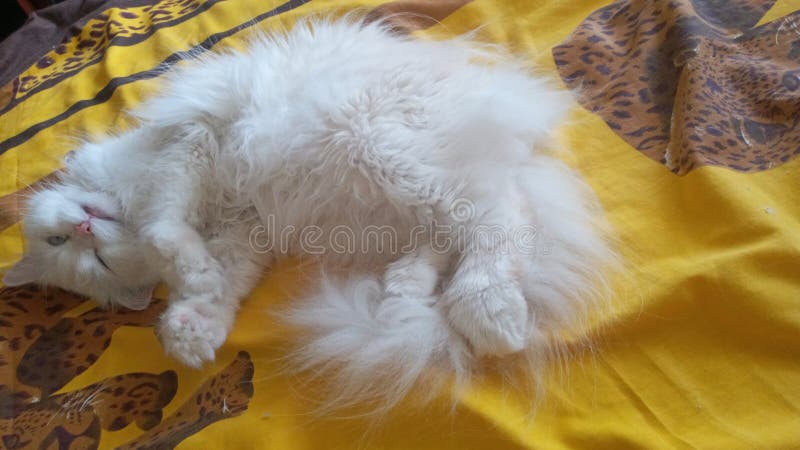 Un beau chat blanc dort sur un canapé jaune