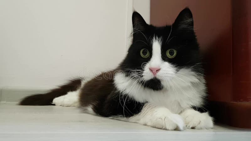 Un beau chat noir et blanc pelucheux domestique adulte se trouve sur le sol et observe le mouvement. Son regard amusant autour.