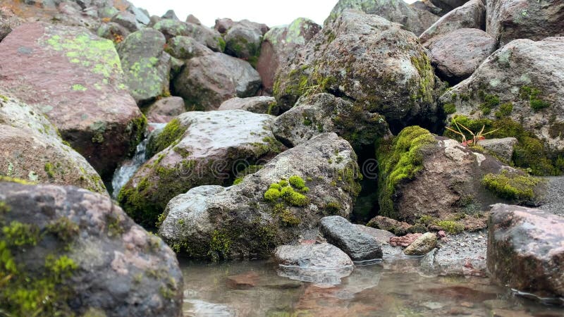 Un beau ruisseau avec une eau de montagne propre et savoureuse. voyage dans la péninsule de kamchatka. banque de vidéos