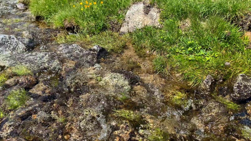 Un beau courant de montagne. Source naturelle d'eau potable dans les montagnes. Alpine meadows. banque de vidéos