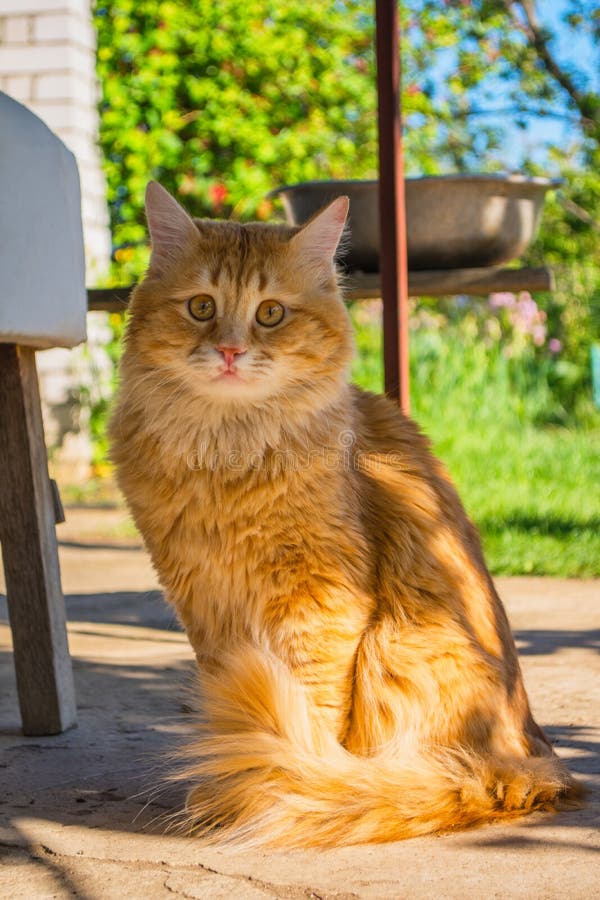Un Beau Grand Chat Dore Errant Aux Yeux Orange Triste Un Chat Roux Aux Cheveux Longs A La Queue Touffue Image Stock Image Du Vieux Domestique