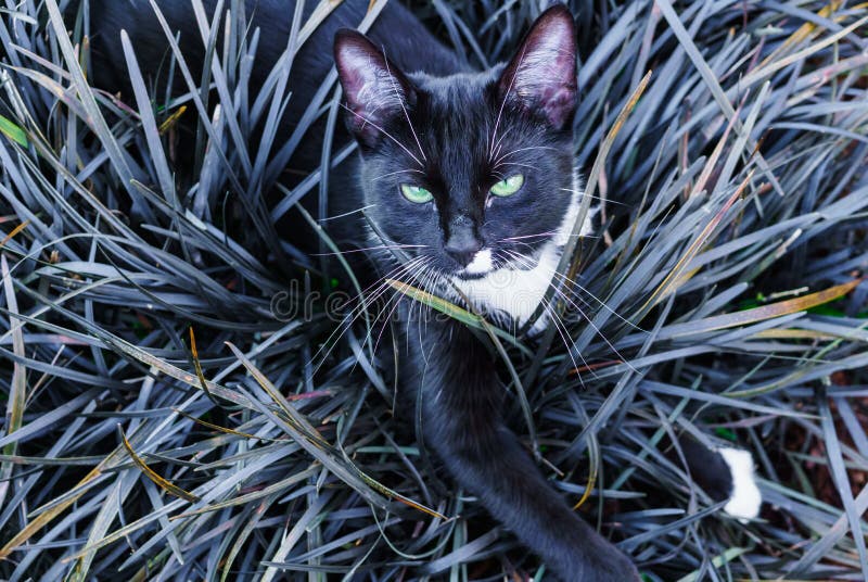 Un beau minou noir se cachant dans un parterre décoratif dans le jardin images stock Un beau minou noir se cachant dans un parterre décoratif dans le jardin images stock