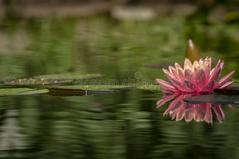 Un beau ` orange rose de coucher du soleil du ` s de Perry de ` de nénuphar avec les pétales sensibles dans un étang sur un fond photos libres de droits Un beau ` orange rose de coucher du soleil du ` s de Perry de ` de nénuphar avec les pétales sensibles dans un étang sur un fond photos libres de droits